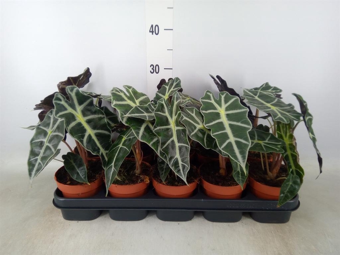 <h4>Alocasia amazonica 'Polly'</h4>
