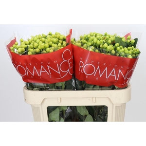 HYP SMILEY ROMANCE