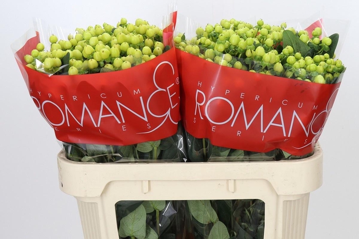 <h4>HYP SMILEY ROMANCE</h4>
