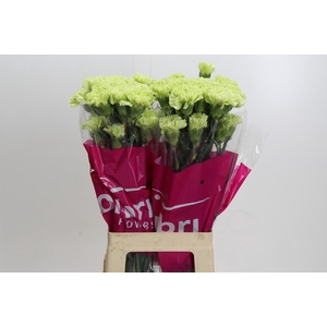 Dianthus St Goblin