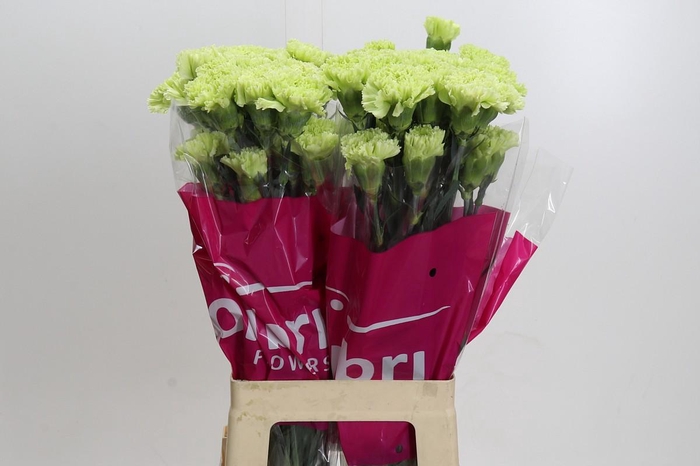 <h4>Dianthus St Goblin</h4>