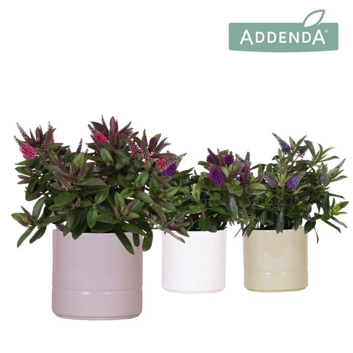 <h4>Hebe Addenda Donna mix in Pastel pot mix</h4>