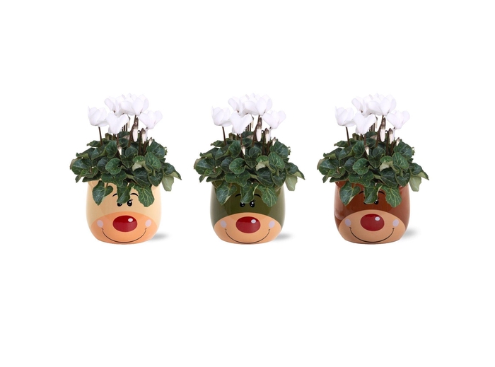 <h4>Collectie 'Bubble Collecties' - Cylcamen Wit in Red Nose Keramiek</h4>