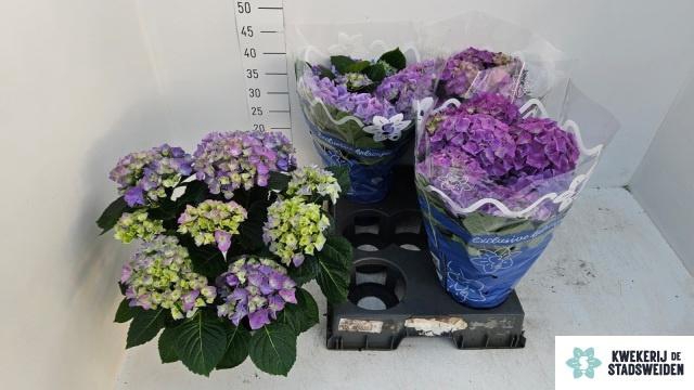 <h4>HYDR M EARLY BLUE</h4>