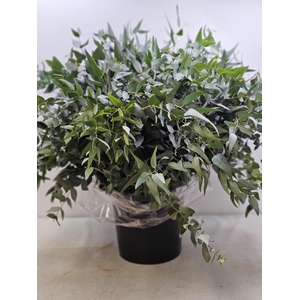 EUC CINEREA PB SELVATICO WILD