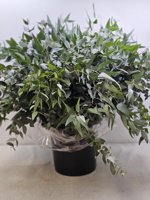 <h4>EUC CINEREA PB SELVATICO WILD</h4>