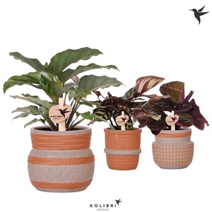 Kolibri Greens Calathea mix in Ethnic pot terracotta mix