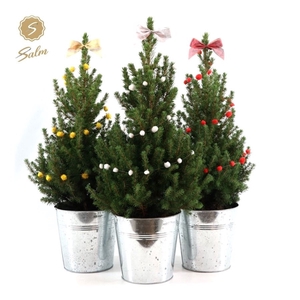 Picea gl. 'December'® P19 in Zinc Old-Look + Deco Sensation Mix + Bow Mix