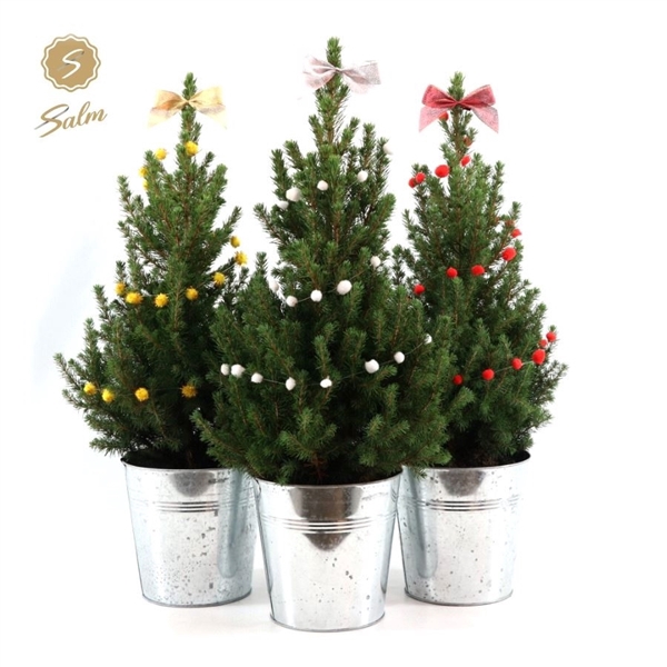 <h4>Picea gl. 'December'® P19 in Zinc Old-Look + Deco Sensation Mix + Bow Mix</h4>