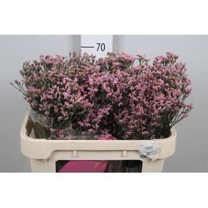 Lim Sin Blush Diamond