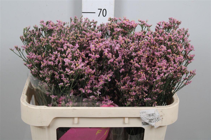 <h4>Lim Sin Blush Diamond</h4>