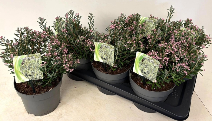 <h4>ANDROM PO BLUE ICE</h4>