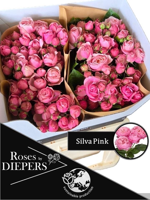 <h4>R TR SILVA PINK+</h4>