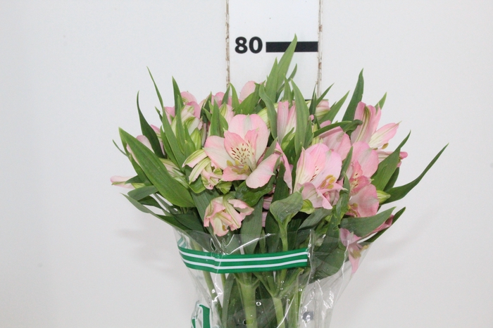 <h4>ALSTROEMERIA DUBAI 080 CM</h4>