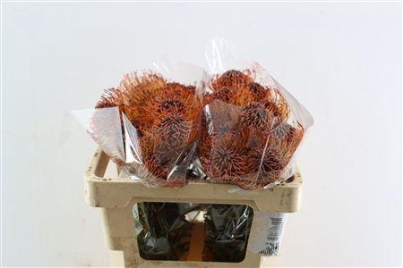 <h4>LEUCO KLBH BROWN</h4>