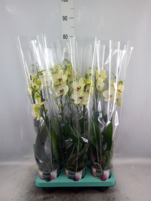 <h4>Phalaenopsis   ...</h4>