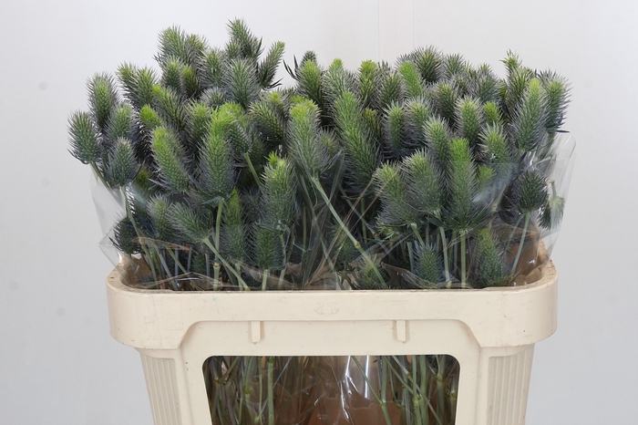 Eryngium Electric Dynamite