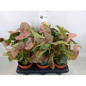 Syngonium podop.