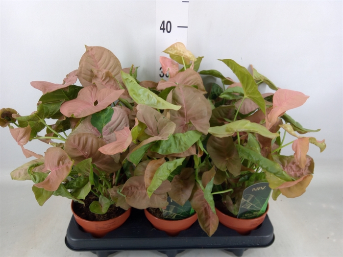 <h4>Syngonium podop.</h4>