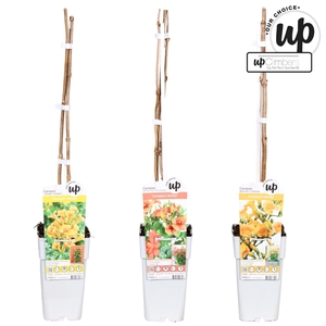 Campsis x tagliabuana