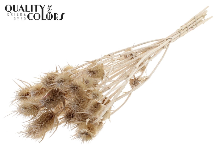<h4>Droogbloemen   ...bewerkt H%</h4>