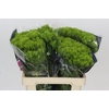 Dianthus Br Kiwi Mellow