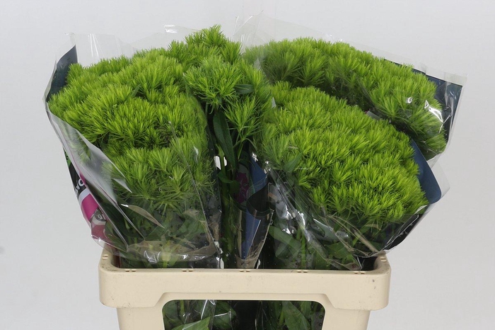 <h4>Dianthus Br Kiwi Mellow</h4>