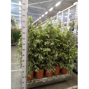 Ficus benja. 'Golden King'
