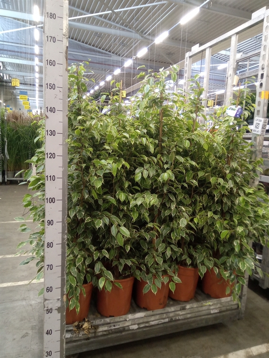 <h4>Ficus benja. 'Golden King'</h4>