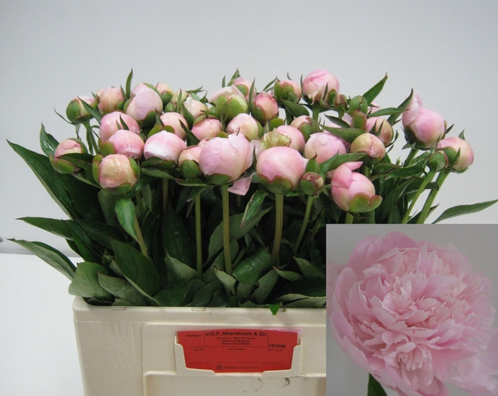 <h4>PAEO L ALERTIE</h4>