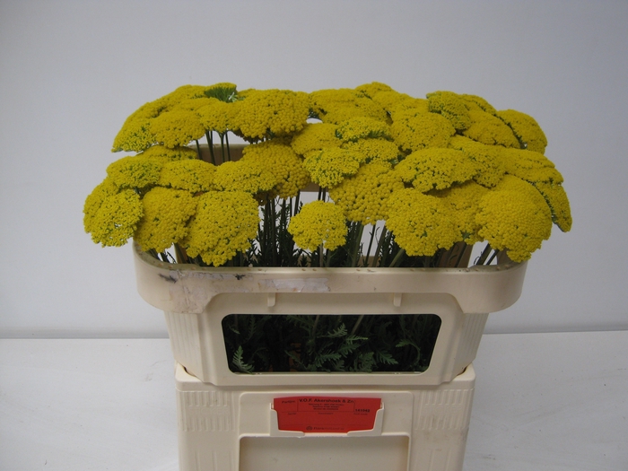 <h4>ACHIL F PARK VARIETY</h4>