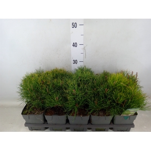 Pinus mugo subsp. mugo
