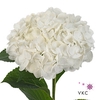 Hydrangea blizzard classic