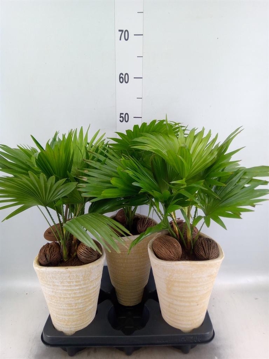 <h4>Livistona rotundifolia</h4>