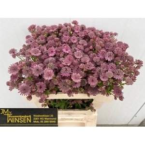 Astrantia Pink Sensation Winsen