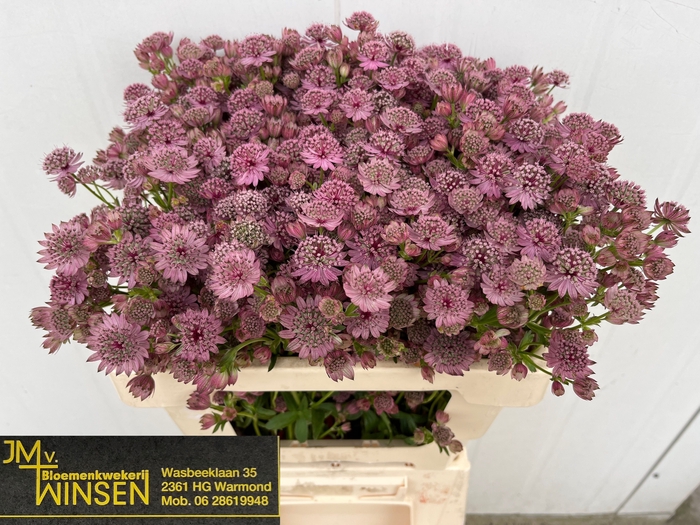<h4>Astrantia Pink Sensation Winsen</h4>