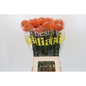 Nutans Ayoba Orange