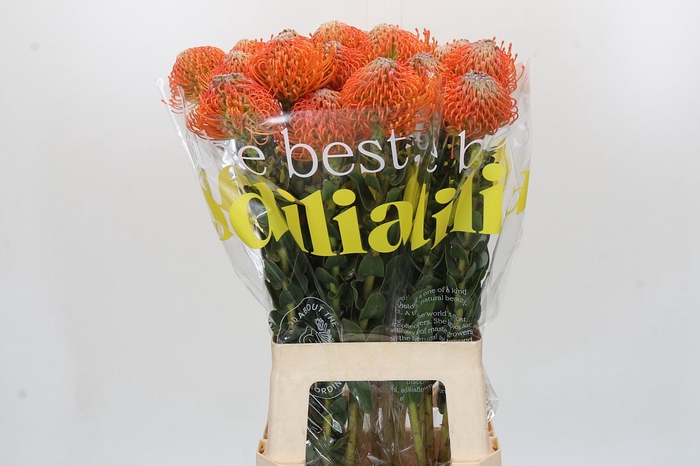 Nutans Ayoba Orange