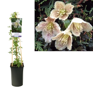 Clematis cirrhosa balearica +light label