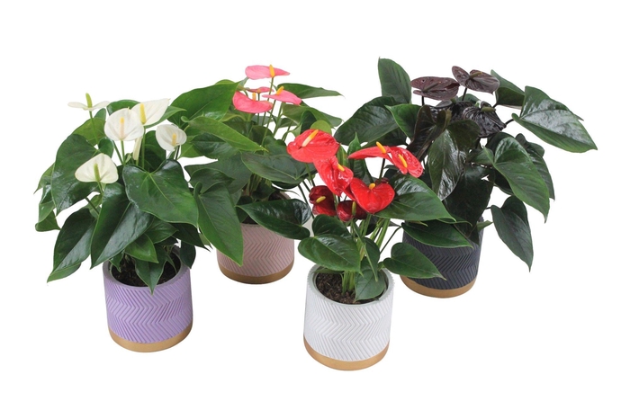 <h4>Anthurium Flamingomix 12cm in keramieken pot</h4>