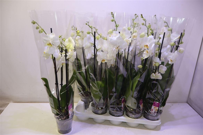 <h4>arr8 Phal Ov Wit</h4>