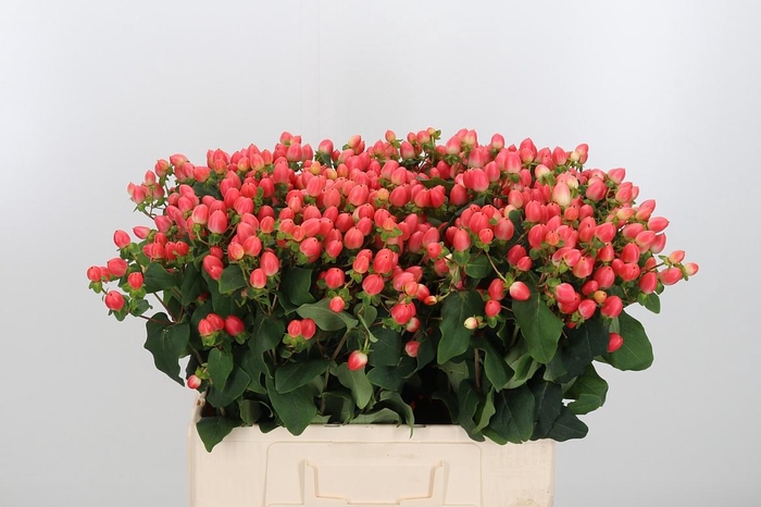 <h4>Hyp Mag Roy Princess</h4>