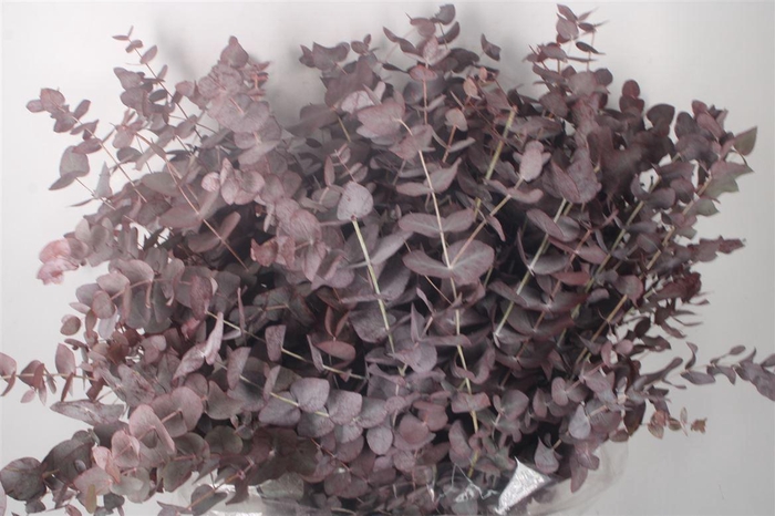 <h4>Euca Cinerea V Abs Red Per Bunch</h4>