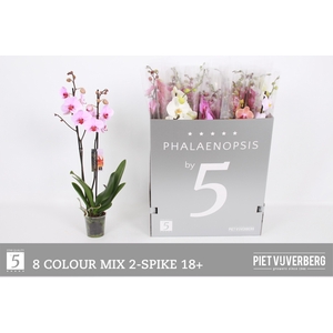 PHAL GEM 8 KL