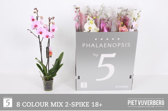 <h4>PHAL GEM 8 KL</h4>