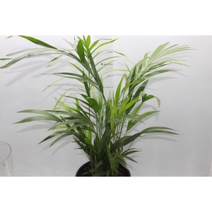 ARECA BAMBU P24