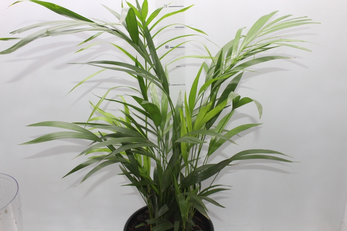 <h4>ARECA BAMBU P24</h4>