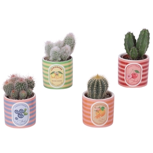 Cactus mix Ø5,5 cm in Ceramic Pot Fresh Fruit Ø07cm