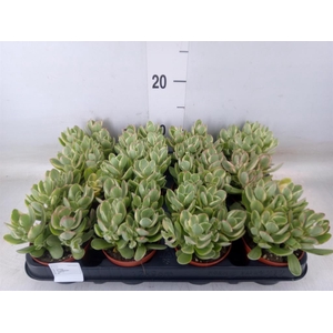 Crassula   ...