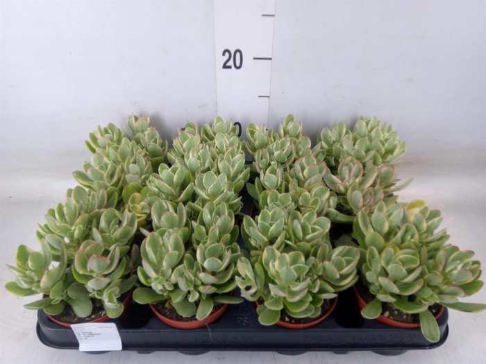 <h4>Crassula   ...</h4>